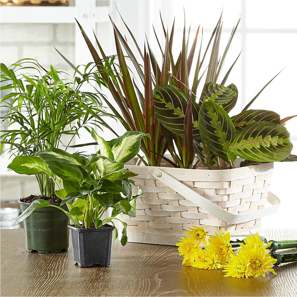 Florist Designed Blooming and Green Plants in a Basket – DIGIORGIO'S FLORIST, Charleroi PA