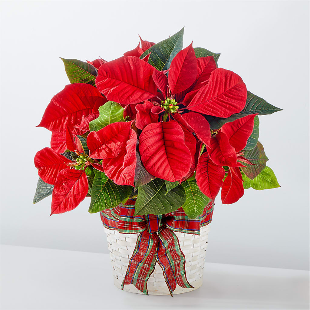 Happiest Holidays Poinsettia – DIGIORGIO'S FLORIST, Charleroi PA
