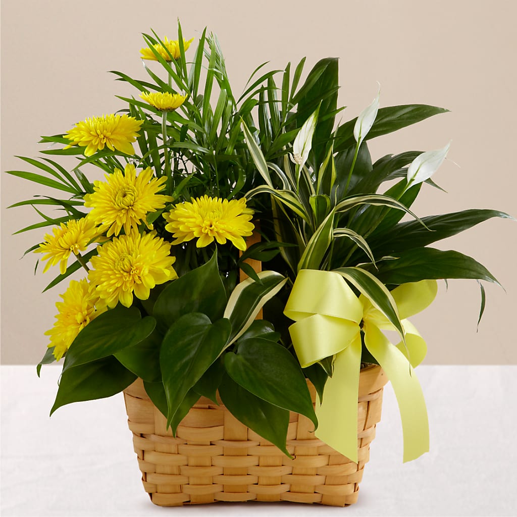 Loving Light Dishgarden – DIGIORGIO'S FLORIST, Charleroi PA