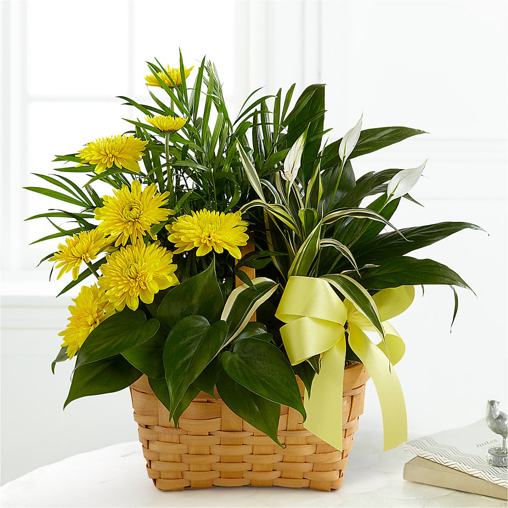Loving Light Dishgarden – DIGIORGIO'S FLORIST, Charleroi PA