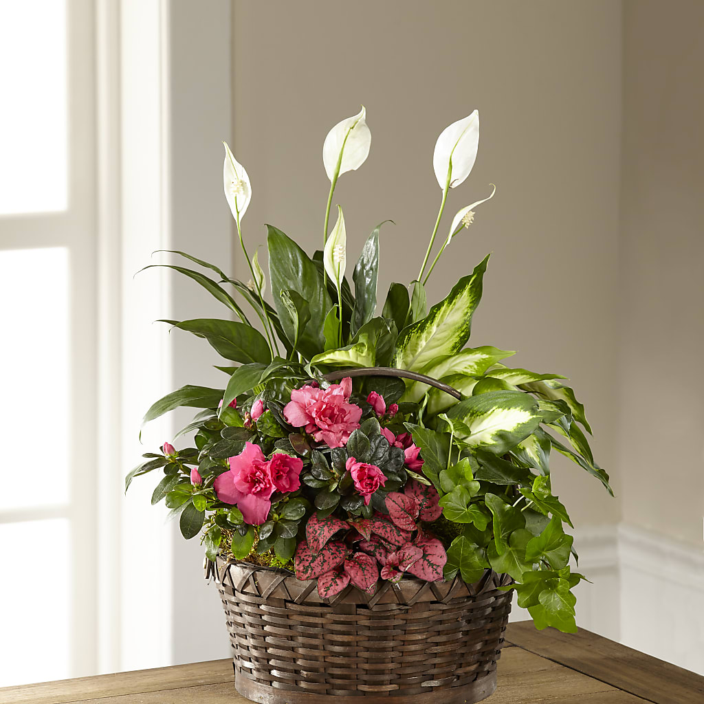 Dream in Pink Dishgarden – DIGIORGIO'S FLORIST, Charleroi PA