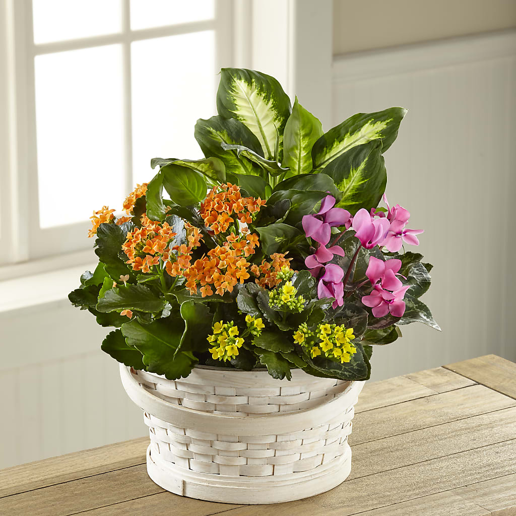 Color Crush Dishgarden – DIGIORGIO'S FLORIST, Charleroi PA