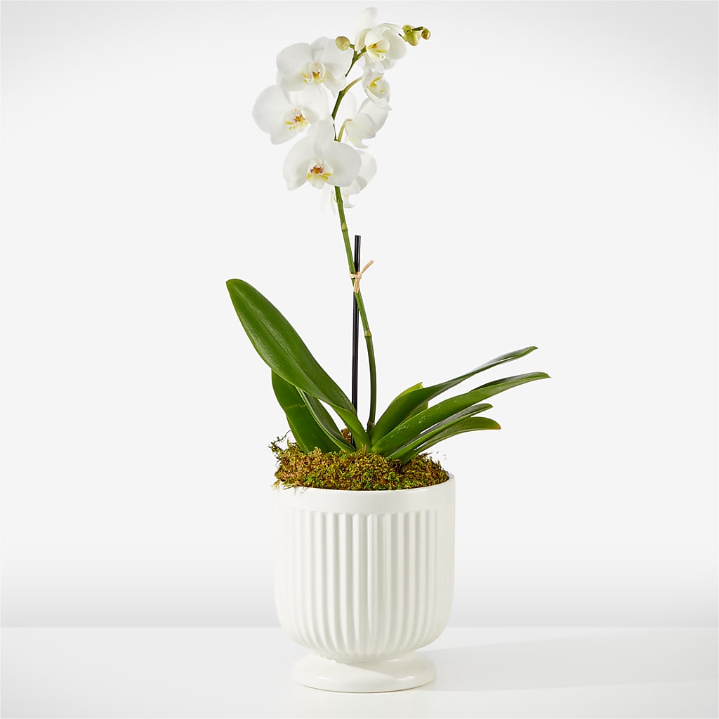 Whispering White Orchid – DIGIORGIO'S FLORIST, Charleroi PA