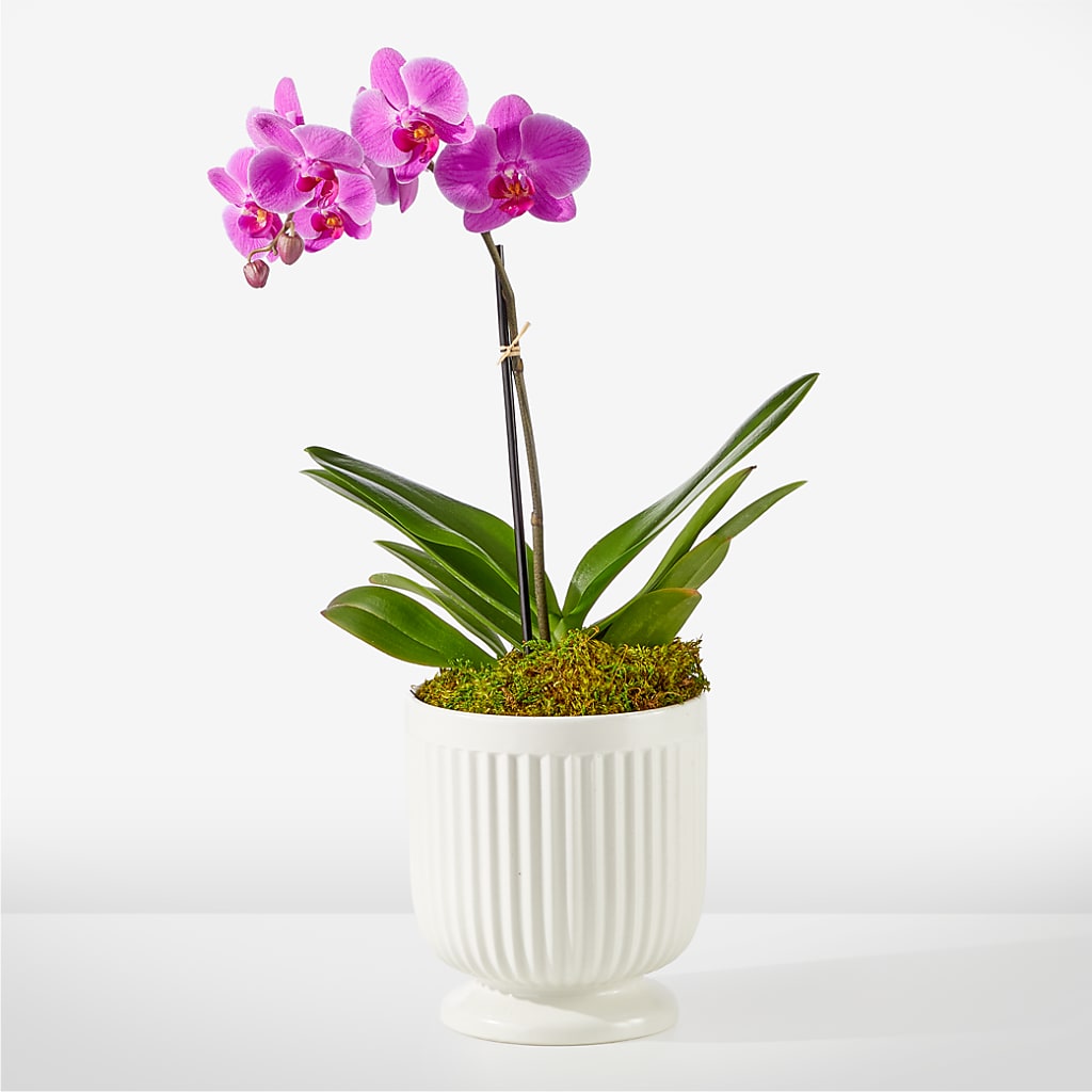Friendly Fuchsia Orchid – DIGIORGIO'S FLORIST, Charleroi PA