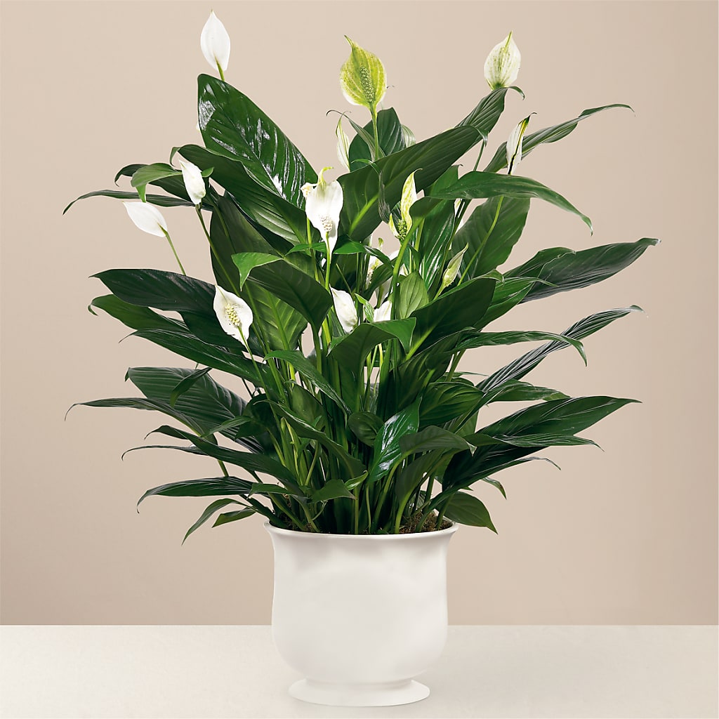 Comfort Planter – DIGIORGIO'S FLORIST, Charleroi PA