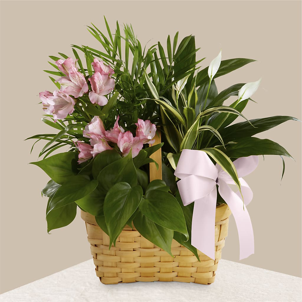 Living Spirit Dishgarden – DIGIORGIO'S FLORIST, Charleroi PA