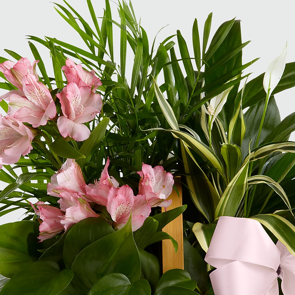 Living Spirit Dishgarden – DIGIORGIO'S FLORIST, Charleroi PA