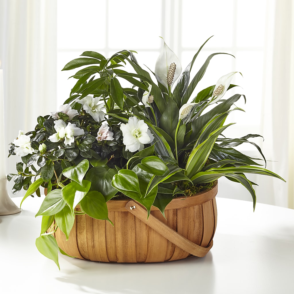 Serene Dishgarden – DIGIORGIO'S FLORIST, Charleroi PA