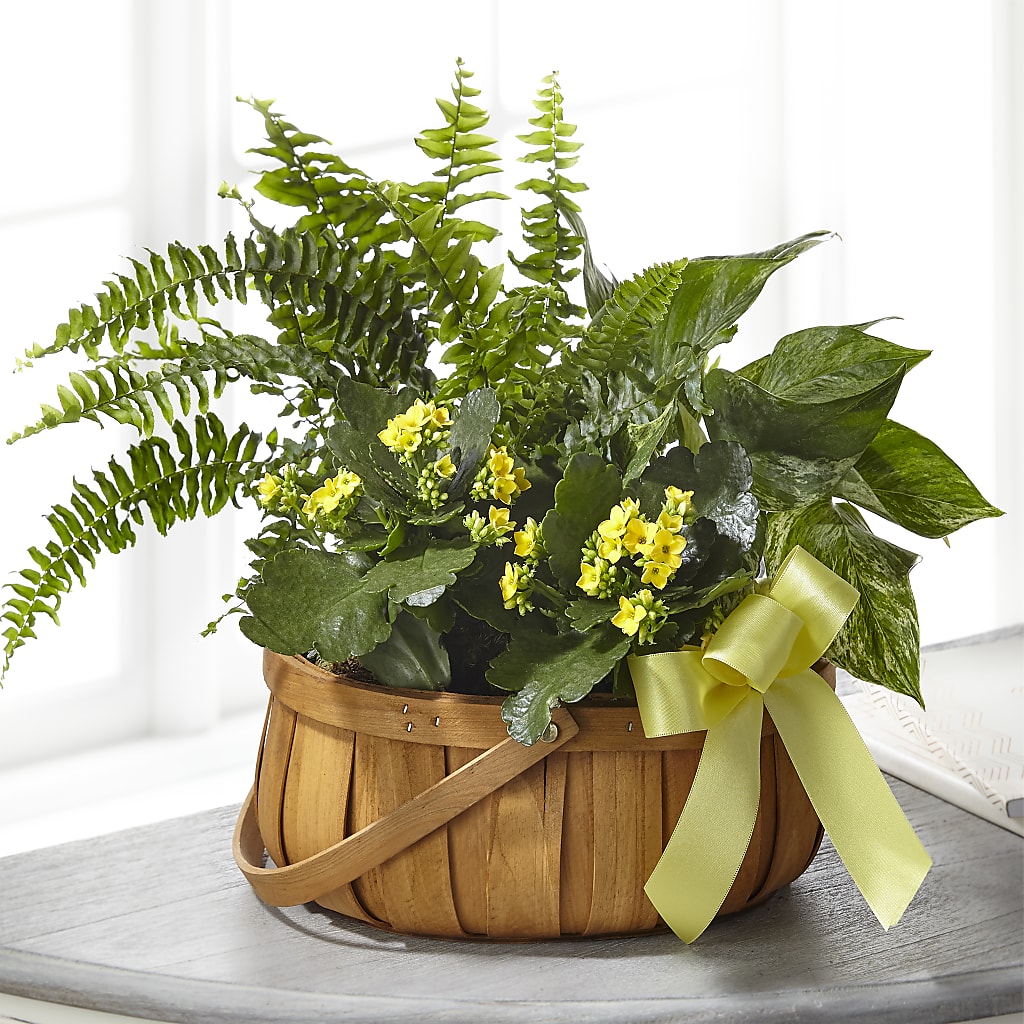 Always Dear Dishgarden – DIGIORGIO'S FLORIST, Charleroi PA