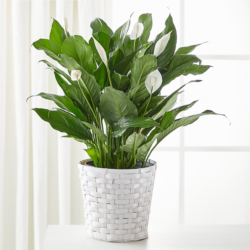 A New Leaf Peace Lily – DIGIORGIO'S FLORIST, Charleroi PA
