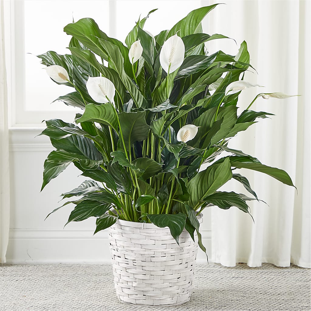 A New Leaf Peace Lily – DIGIORGIO'S FLORIST, Charleroi PA