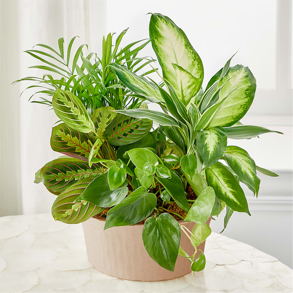 Balance & Harmony Dishgarden – DIGIORGIO'S FLORIST, Charleroi PA