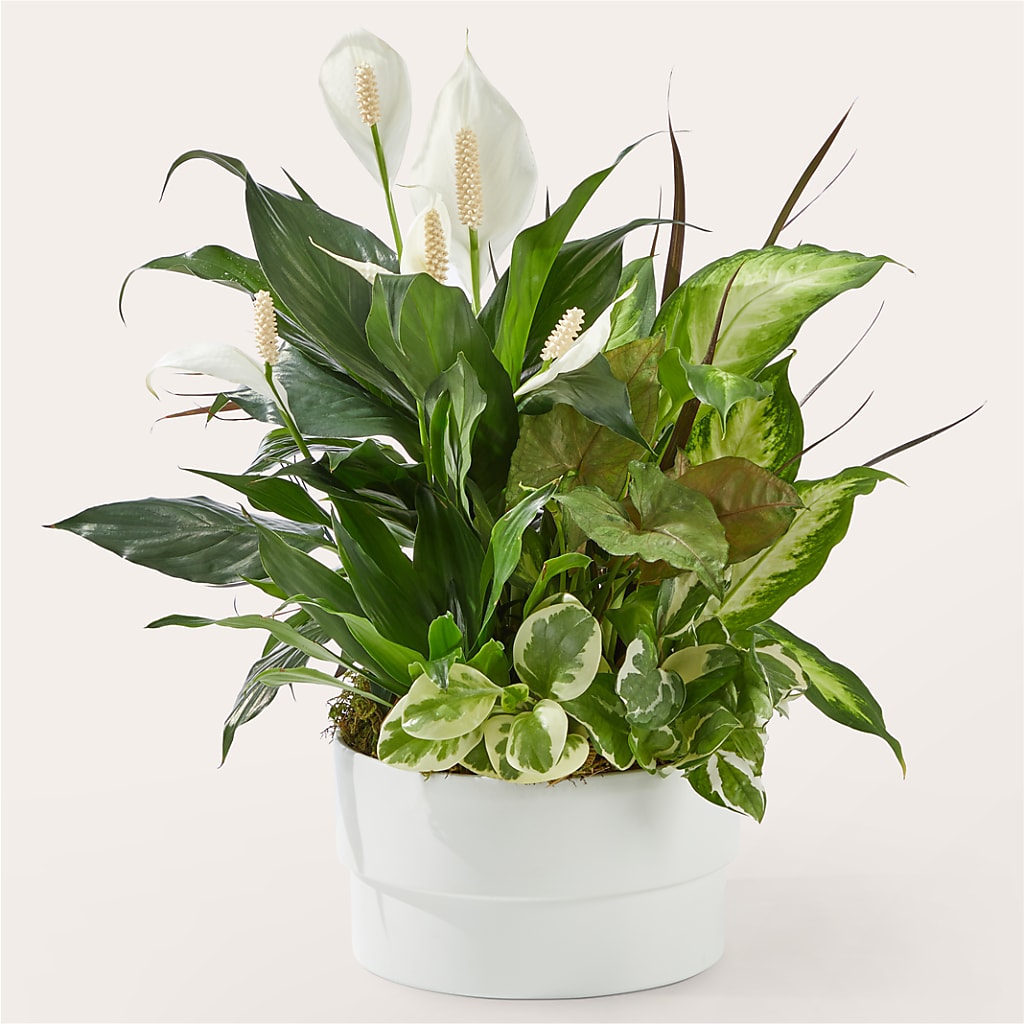 Radiating Positivity Dishgarden – DIGIORGIO'S FLORIST, Charleroi PA