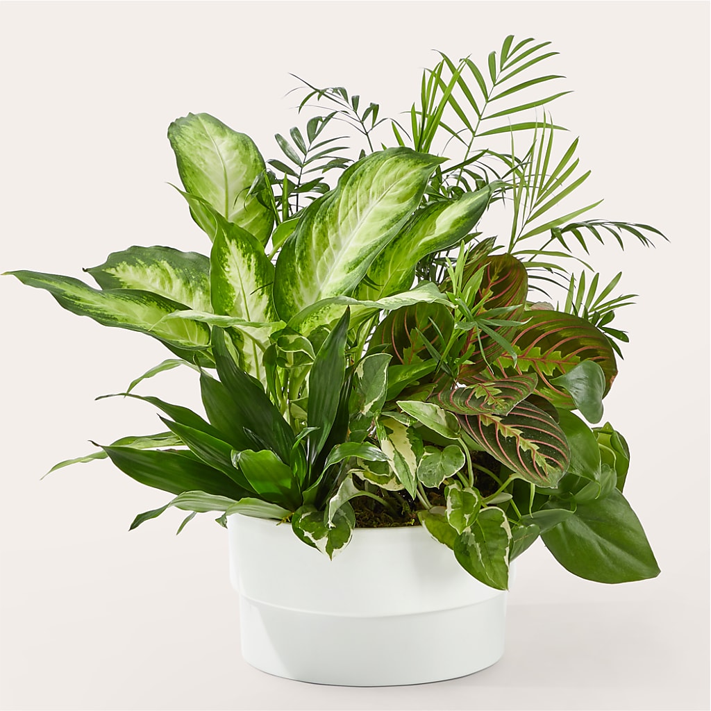 Radiating Positivity Dishgarden – DIGIORGIO'S FLORIST, Charleroi PA