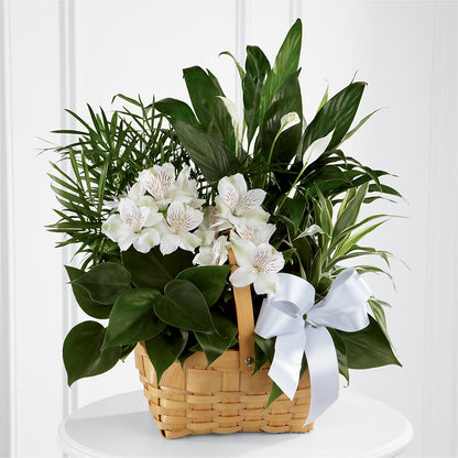 Peace & Serenity Dishgarden – DIGIORGIO'S FLORIST, Charleroi PA