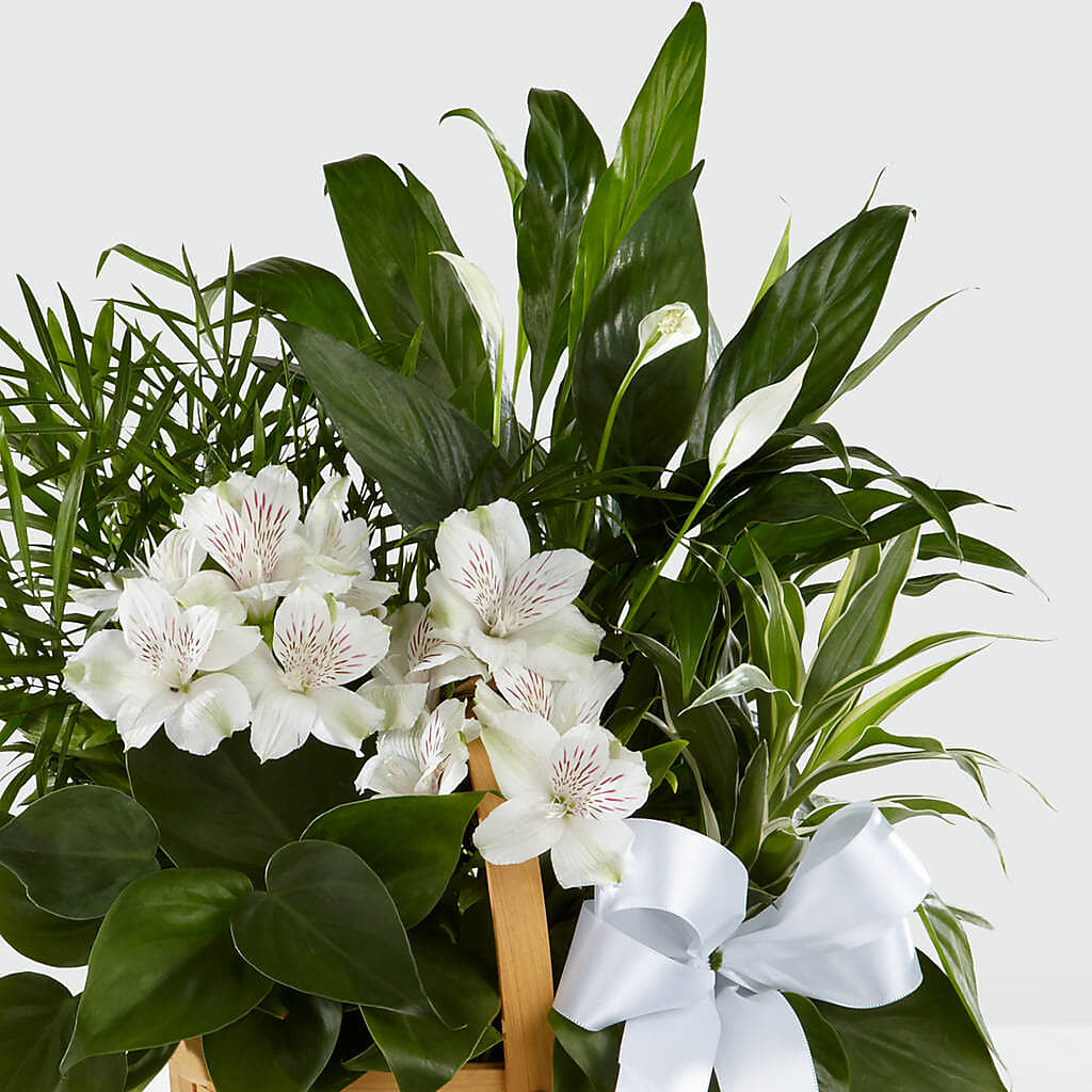 Peace & Serenity Dishgarden – DIGIORGIO'S FLORIST, Charleroi PA