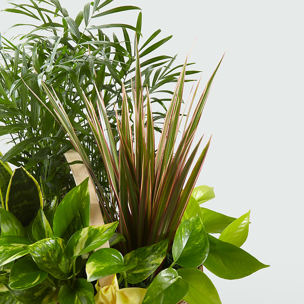 French Garden – DIGIORGIO'S FLORIST, Charleroi PA