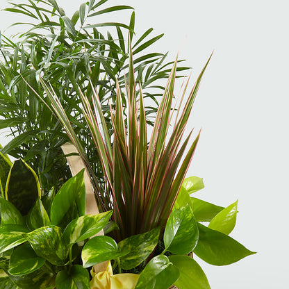 French Garden – DIGIORGIO'S FLORIST, Charleroi PA