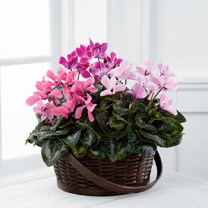 Mixed Cyclamen Planter – DIGIORGIO'S FLORIST, Charleroi PA