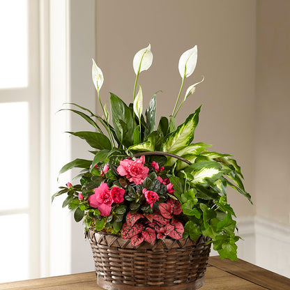 Dream in Pink Dishgarden – DIGIORGIO'S FLORIST, Charleroi PA