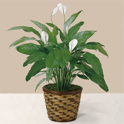 Tranquil Moments Peace Lily Plant – DIGIORGIO'S FLORIST, Charleroi PA