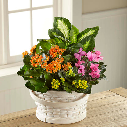 Color Crush Dishgarden – DIGIORGIO'S FLORIST, Charleroi PA