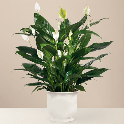 Comfort Planter – DIGIORGIO'S FLORIST, Charleroi PA