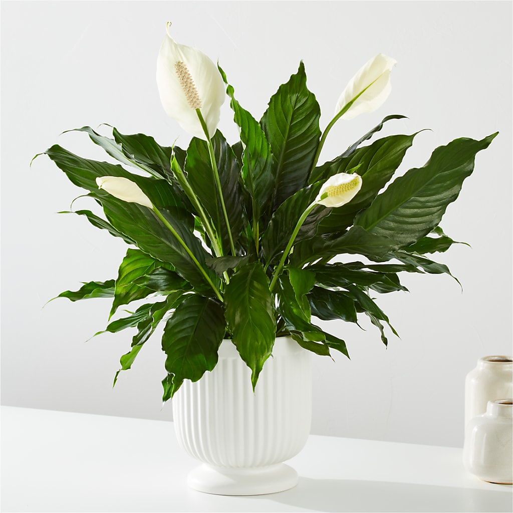 Comfort Planter – DIGIORGIO'S FLORIST, Charleroi PA