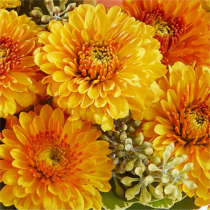 Peachy Pumpkin – DIGIORGIO'S FLORIST, Charleroi PA