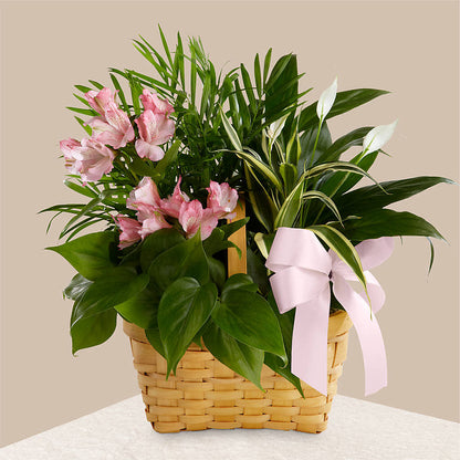 Living Spirit Dishgarden – DIGIORGIO'S FLORIST, Charleroi PA