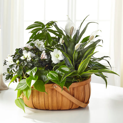 Serene Dishgarden – DIGIORGIO'S FLORIST, Charleroi PA