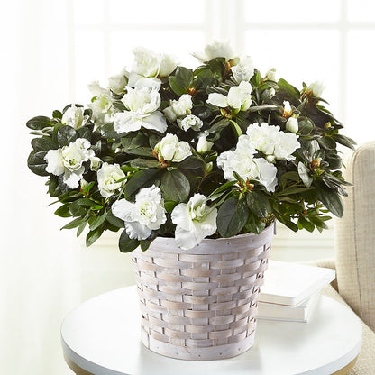 White Azalea Plant – DIGIORGIO'S FLORIST, Charleroi PA