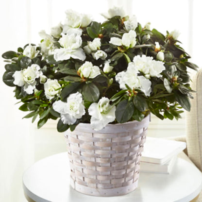 White Azalea Plant – DIGIORGIO'S FLORIST, Charleroi PA