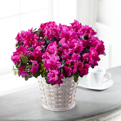 Hope & Serenity Azalea Plant – DIGIORGIO'S FLORIST, Charleroi PA