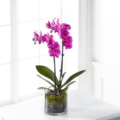 Pink Orchid Plant – DIGIORGIO'S FLORIST, Charleroi PA