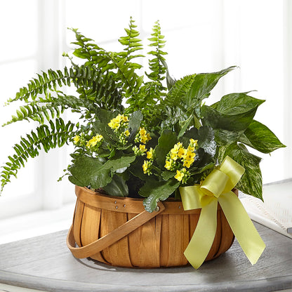 Always Dear Dishgarden – DIGIORGIO'S FLORIST, Charleroi PA