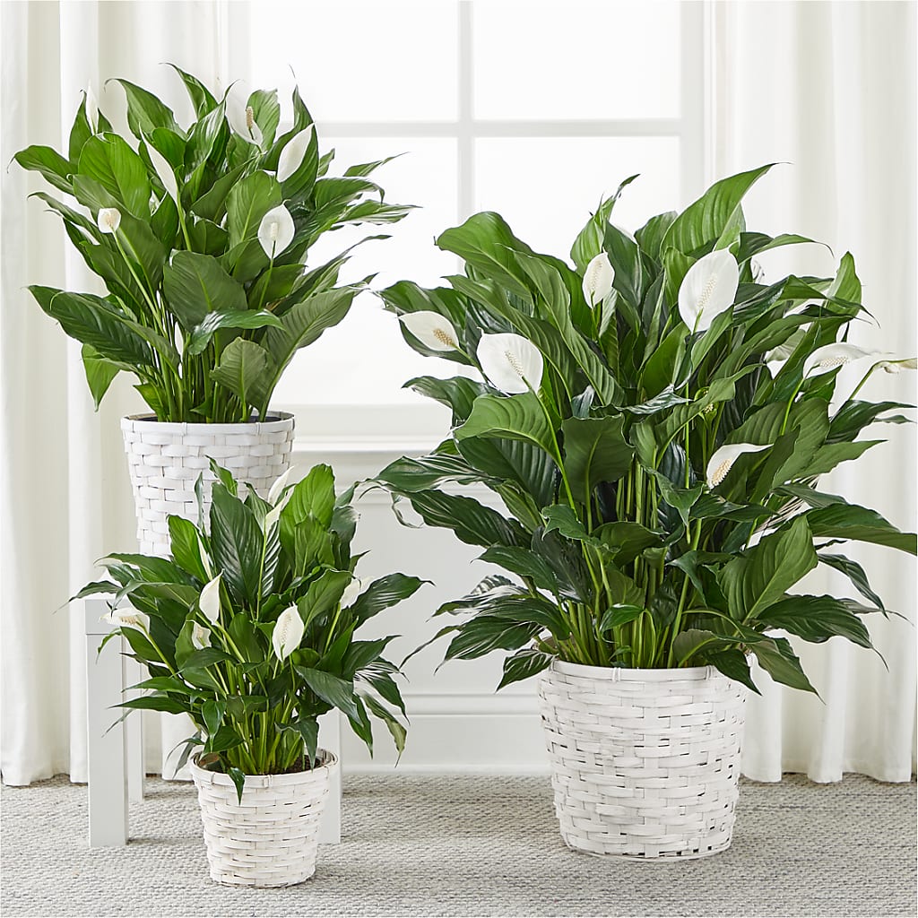 A New Leaf Peace Lily – DIGIORGIO'S FLORIST, Charleroi PA