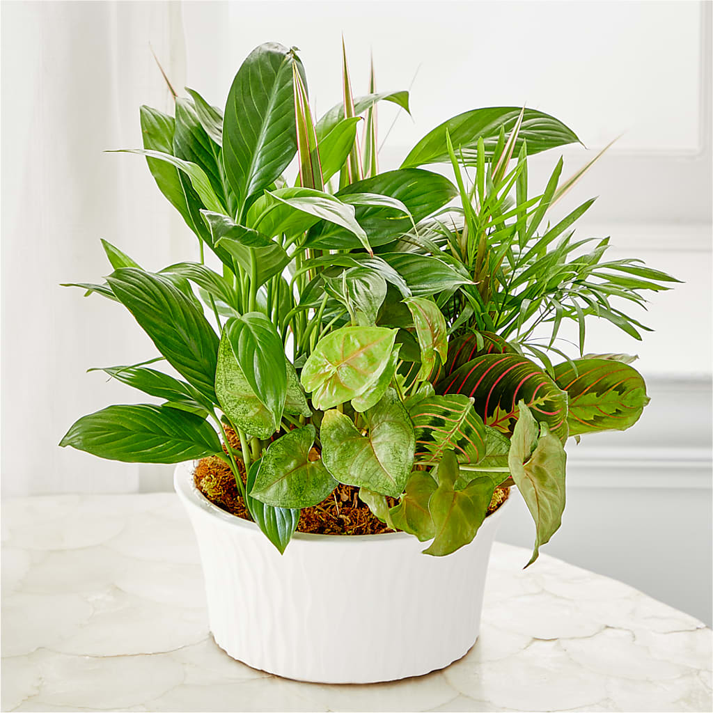 Balance & Harmony Dishgarden – DIGIORGIO'S FLORIST, Charleroi PA