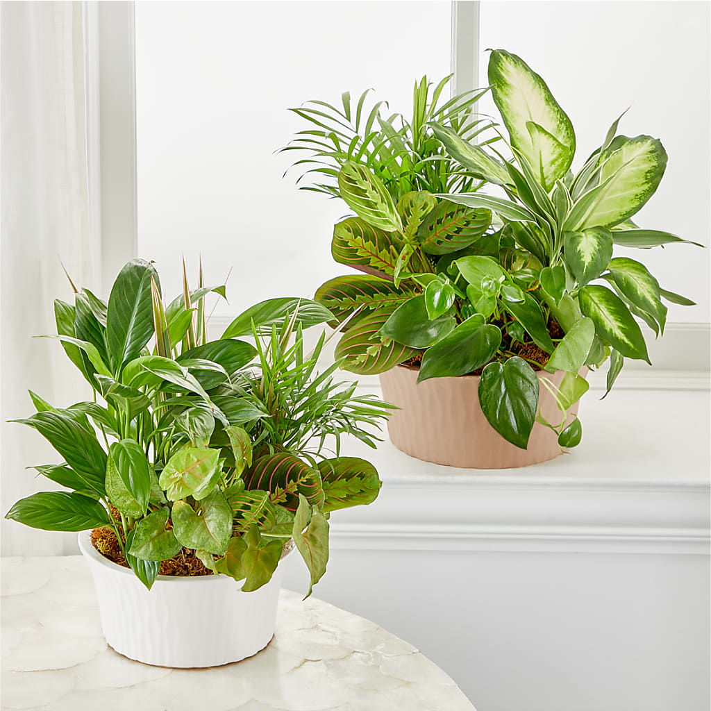 Balance & Harmony Dishgarden – DIGIORGIO'S FLORIST, Charleroi PA