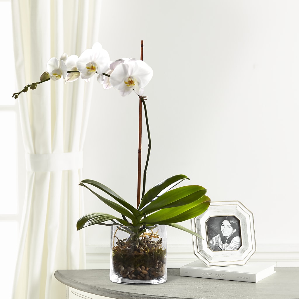 White Orchid Planter – DIGIORGIO'S FLORIST, Charleroi PA