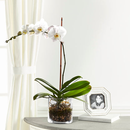 White Orchid Planter – DIGIORGIO'S FLORIST, Charleroi PA