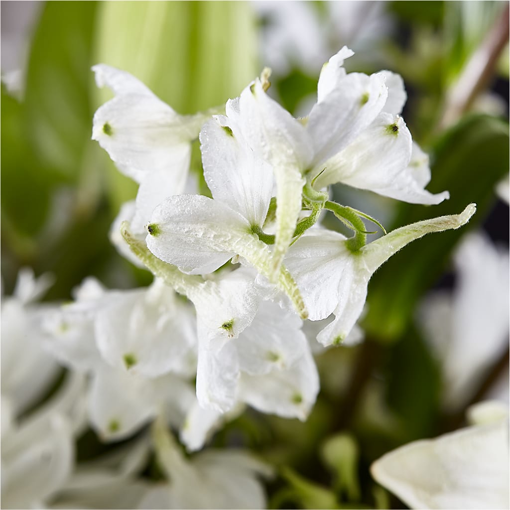 Classic Ivory – A Florist Original – DIGIORGIO'S FLORIST, Charleroi PA